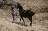 Neigh Sayers